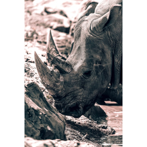 Tableau rhinoceros hommage à sudan.. Tableau alu Dibond