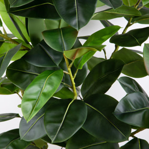 Real Touch Rubber Ficus 210 Cm Con Vaso - Pezzi 1 - 100X210X80cm - Colore: Verde - Bianchi Dino - Piante Artificiali