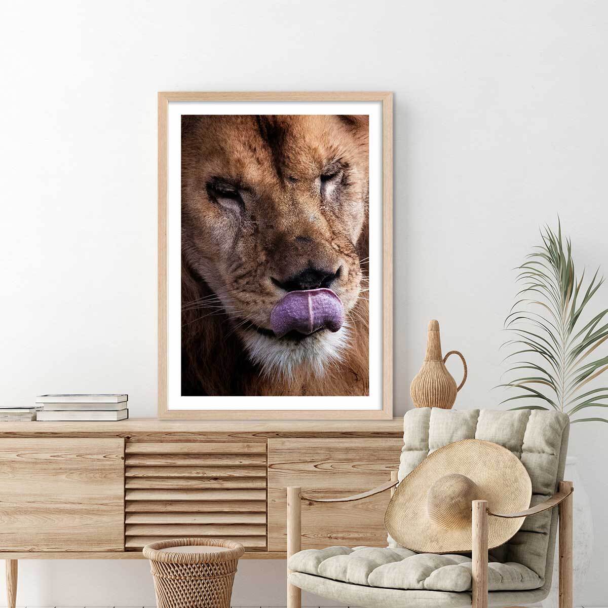 Affiche animaux delice de lion Affiche + cadre en bois - Chêne