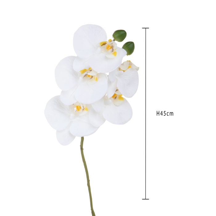 Orchidea phaleonopsis - Pezzi 6 - Colore: Bianco - Bianchi Dino