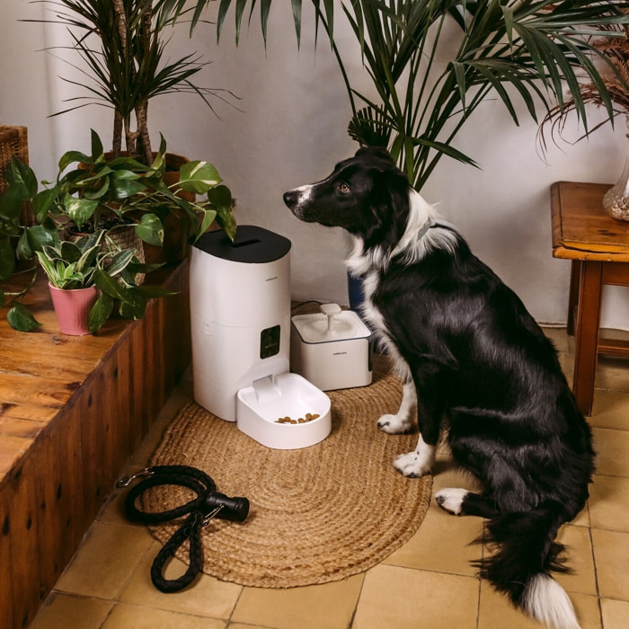 Mellerware - Comedero Automático Petto!Eat 9L | Cámara HD | Grabación Voz | Dispensador comida APP WIFI 2.4GHz | Apto Lavavajillas | Programable | Perros gatos animales mascotas