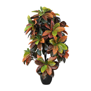 Croton 140 Cm