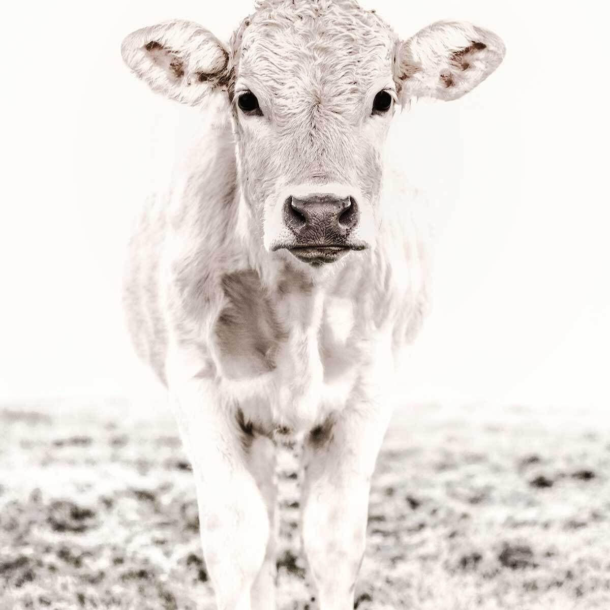 Affiche enfant veau  Affiche seule