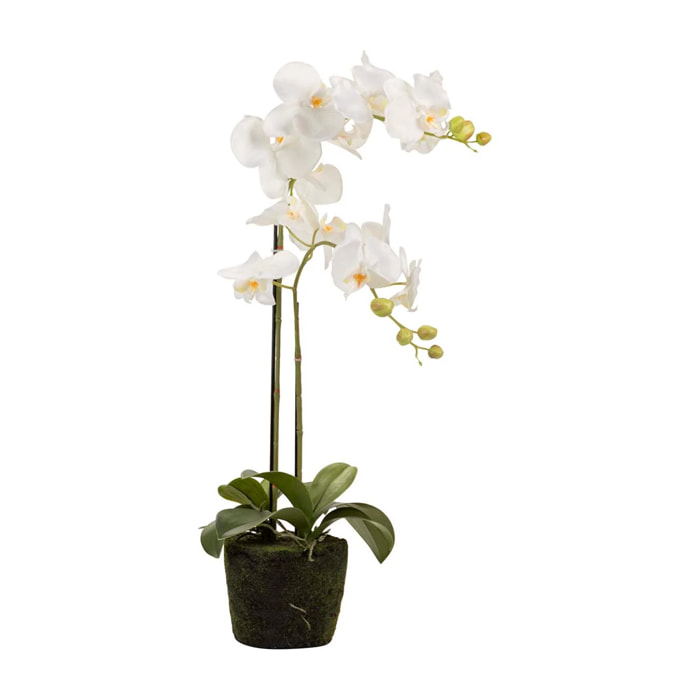 Orquidea Poliester Blanca Con Maceta 34x34x71 Cm