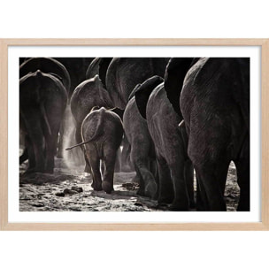 Affiche animaux cap afrique Affiche + cadre en bois - Chêne