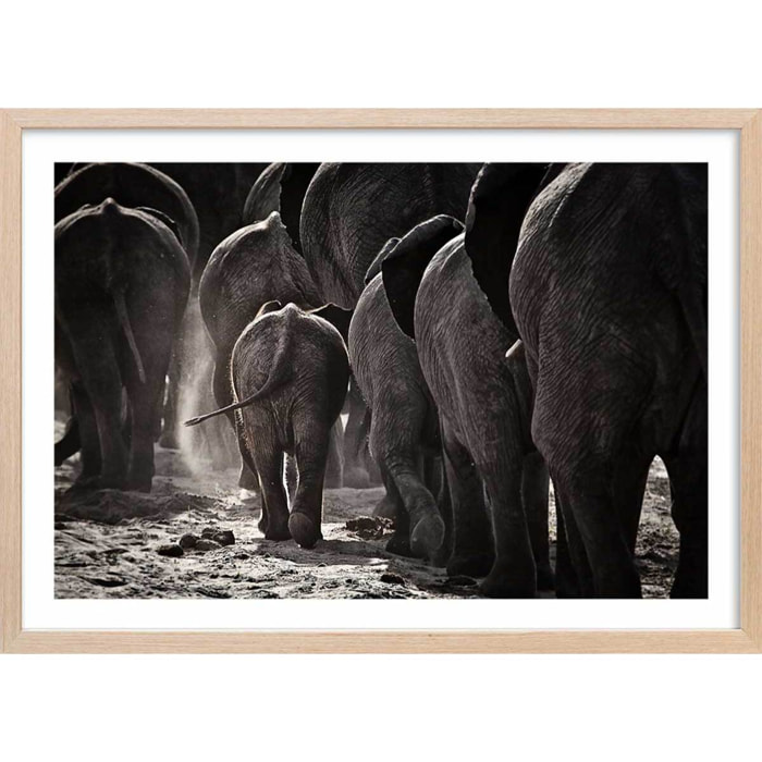 Affiche animaux cap afrique Affiche + cadre en bois - Chêne