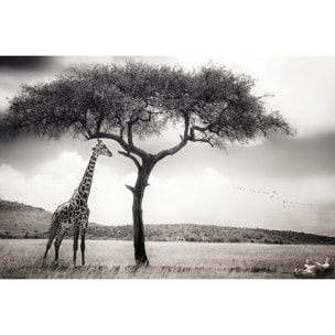 Tableau animaux sous le soleil d' afrique Tableau alu Dibond