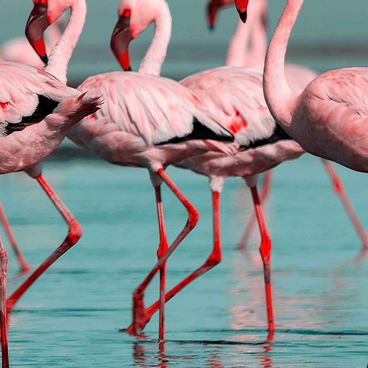 Affiche encadrée flamants roses en groupe Affiche + cadre en métal - Noir