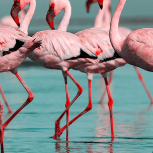 Affiche encadrée flamants roses en groupe Affiche + cadre en métal - Noir