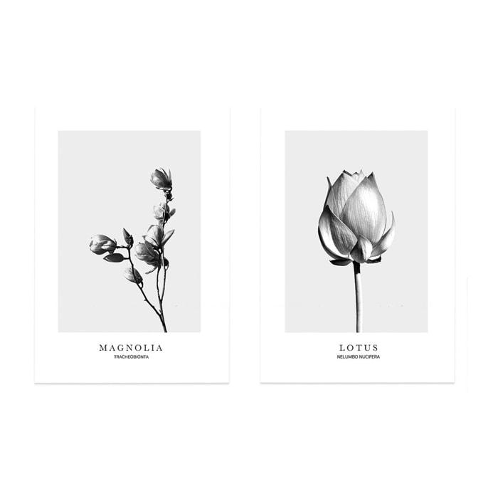 Pack de 2 posters Flowers Hauteur: 33.7 Longueur: 46 Largeur: 2