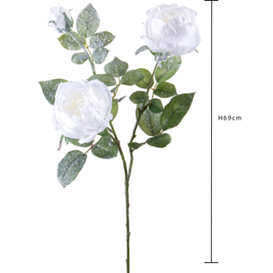 Rosa cabbage x 3 nevicata - Pezzi 12 - BIANCO - Bianchi Dino SpA