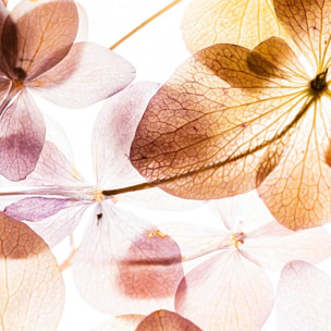 Affiche encadrée Fleurs translucides Affiche + cadre en métal - Noir