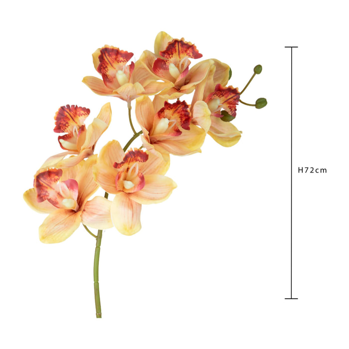 Cymbidium - Pezzi 3 - Colore: Giallo/viola - Bianchi Dino