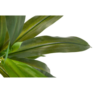 Planta Fragancias Dracaena 70x70x160 Cm