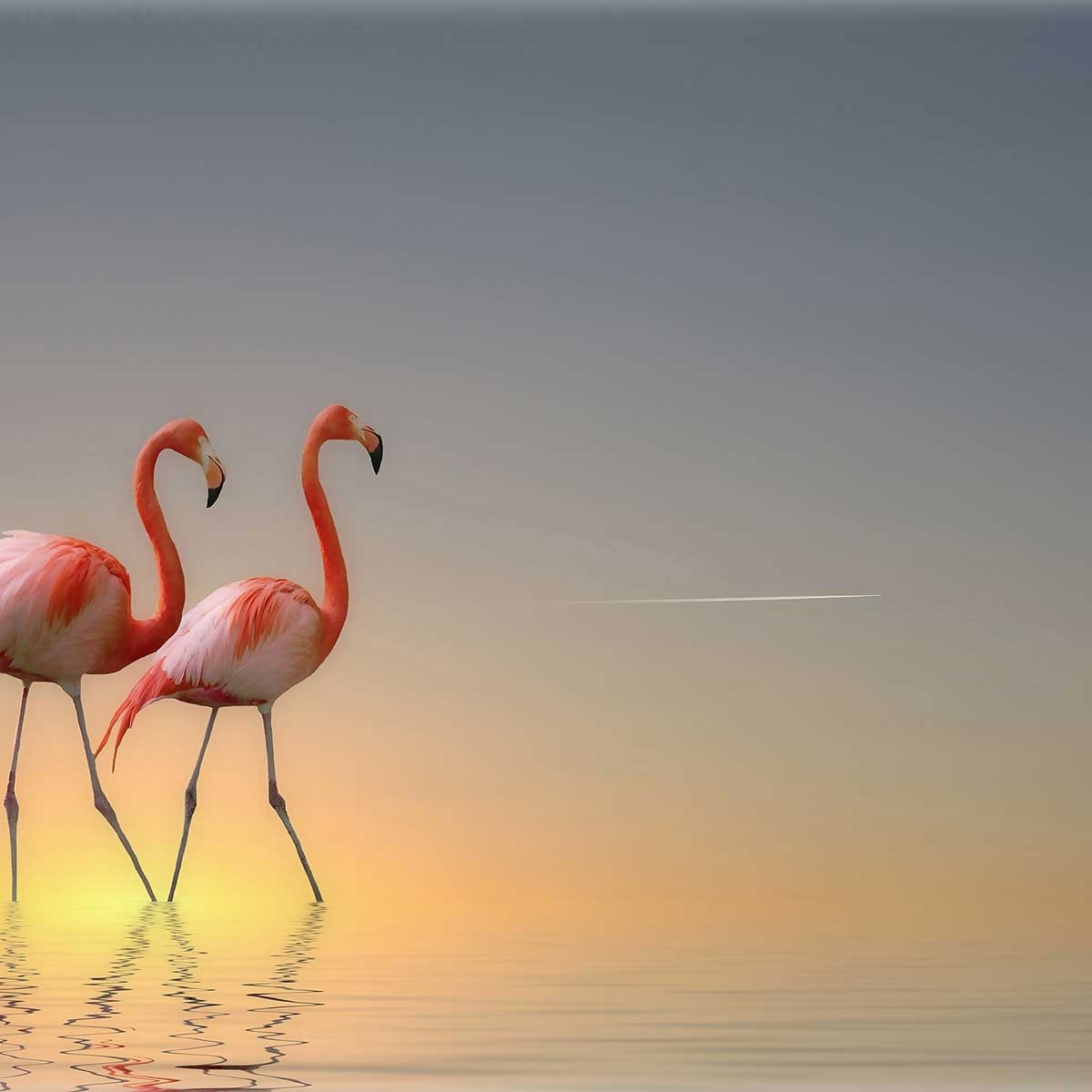 Tableau animaux flamands bleus Tableau plexiglas