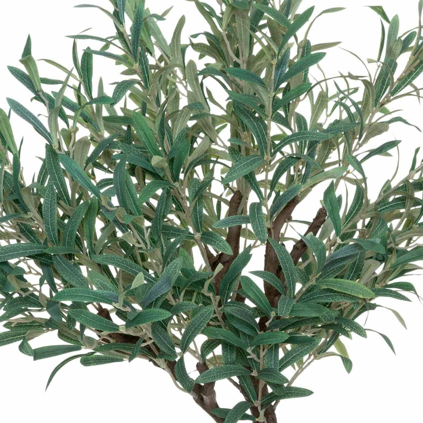 Plante olea salman 150cm