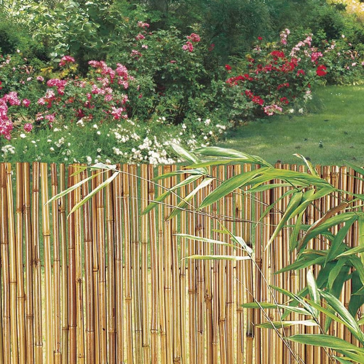 Cañizo Entero Barnizado Bambooflex