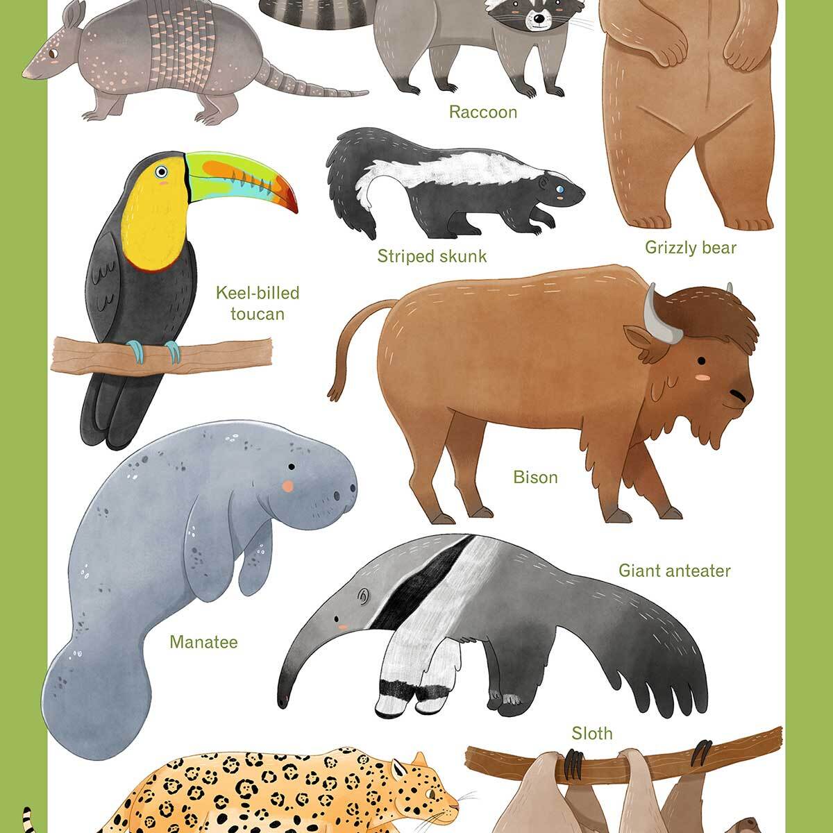 Affiche enfant animaux d'amérique  Affiche sous cadre bois