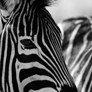 Affiche encadrée zèbres en noir et blanc Affiche + cadre en métal - Noir