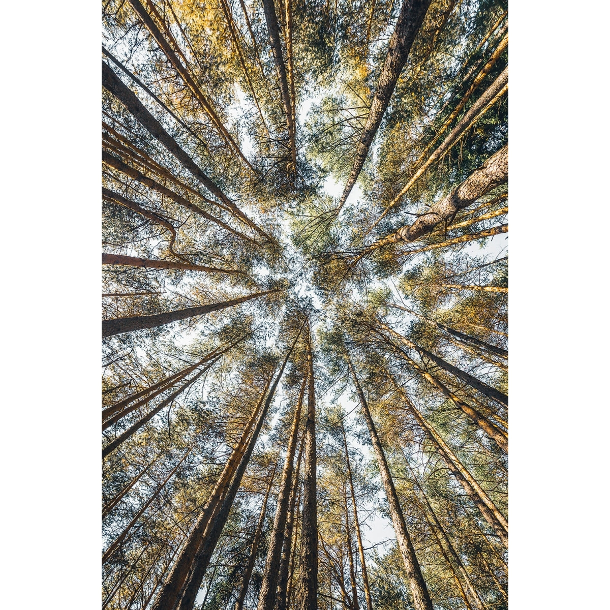 Tableau perspective des cîmes Tableau alu Dibond