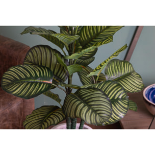 Calathea In Vaso Con 22 Foglie. Altezza 85 Cm - Pezzi 1 - 65X85X50cm - Colore: Verde - Bianchi Dino - Piante Artificiali