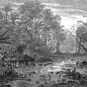 Tableau gravure forêt de mangroves Tableau alu Dibond