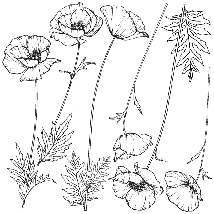 Sticker mural - Ambiance Sticker - FLEURS COQUELICOTS - Fond transparent - 110x110cm