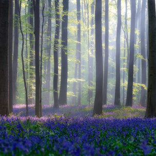 Affiche nature jacinthes et sous-bois Affiche sous cadre bois