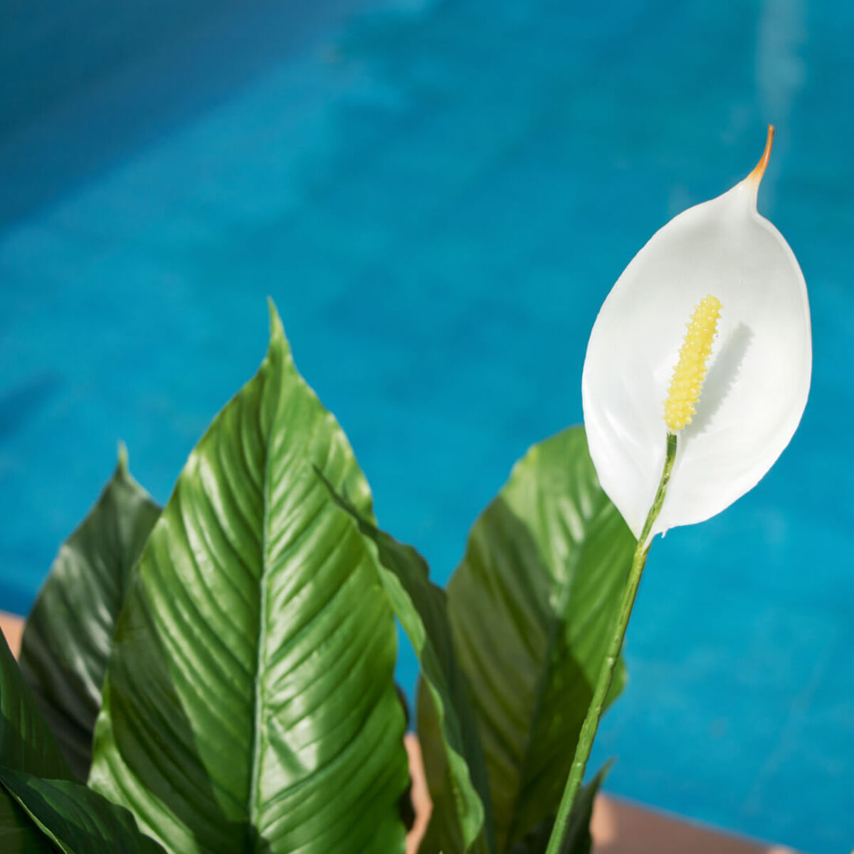 Planta Artificial Vela Del Viento 105 Cm