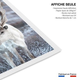 Affiche enfant parrot blanc  Affiche seule