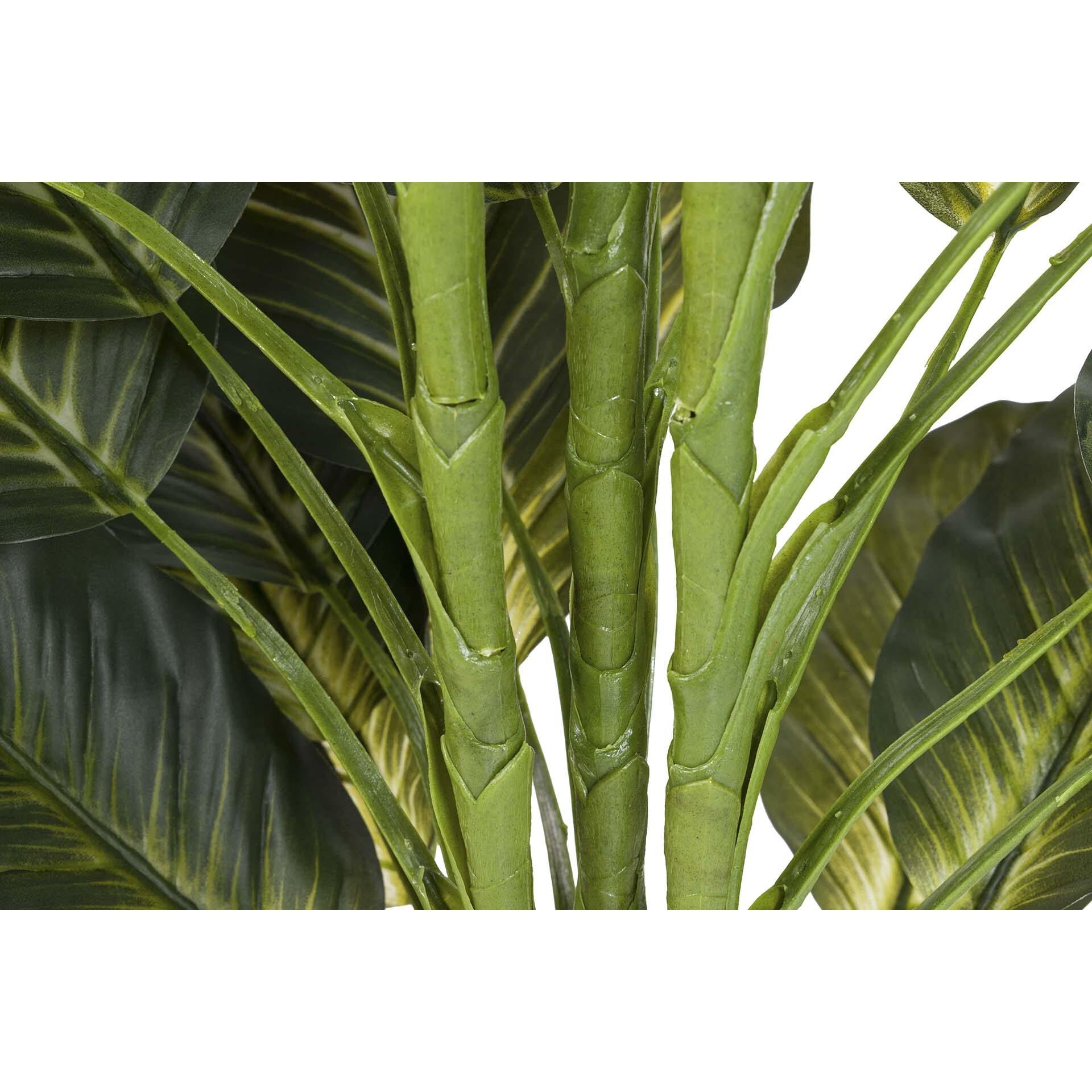 Planta Dieffenbachia Con Maceta 65x65x113 Cm