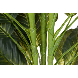 Planta Dieffenbachia Con Maceta 65x65x113 Cm