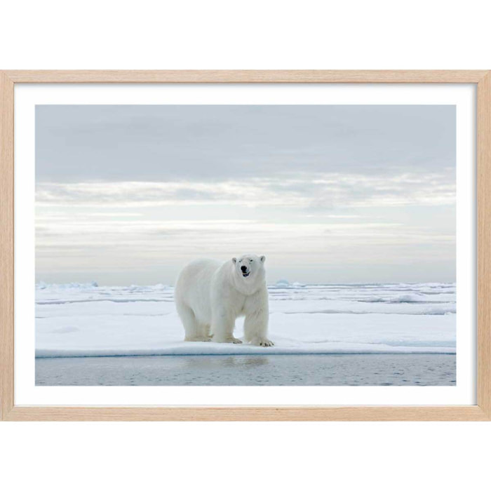 Affiche ours blanc sur la banquise Affiche sous cadre bois