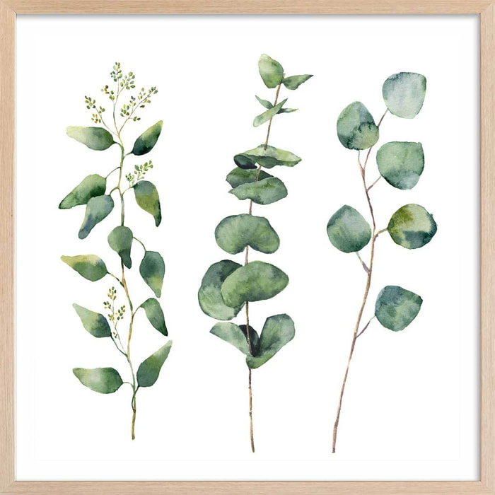 Affiche aquarelle eucalyptus Affiche + cadre en bois - Chêne