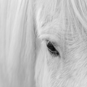 Poster cheval blanc d' islande Affiche sous cadre bois