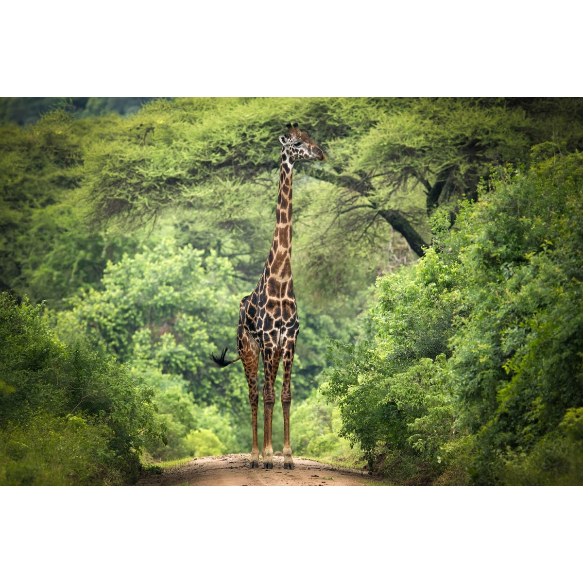 Tableau Girafe inattendue Toile imprimée