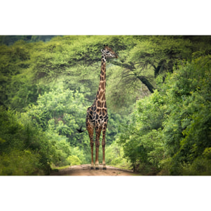 Tableau Girafe inattendue Toile imprimée