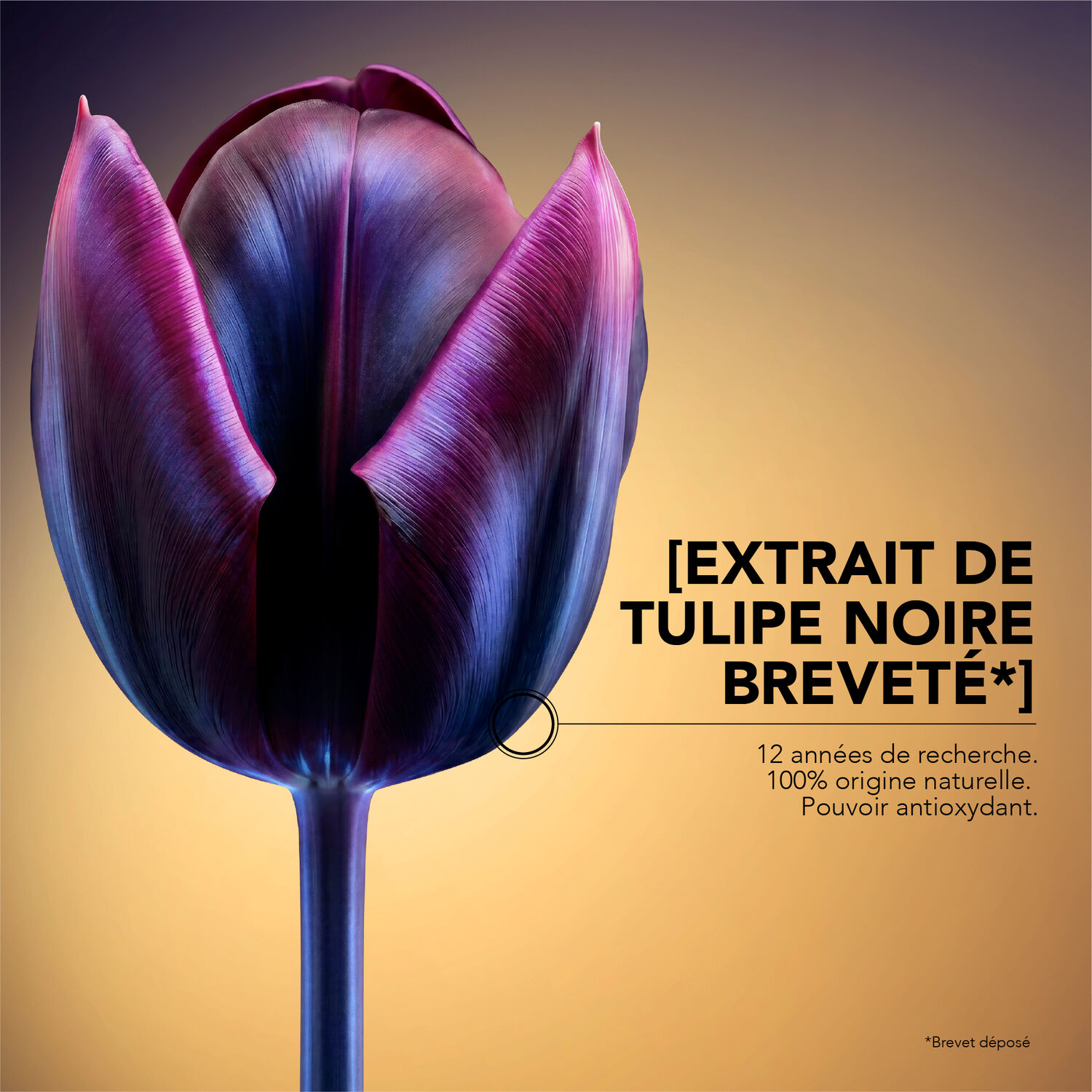 Premium  - Le Sérum Absolu Récupération Nocturne 30 ml