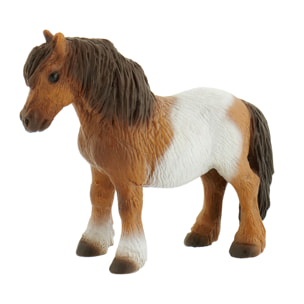 Cavalli/Pony Shetland