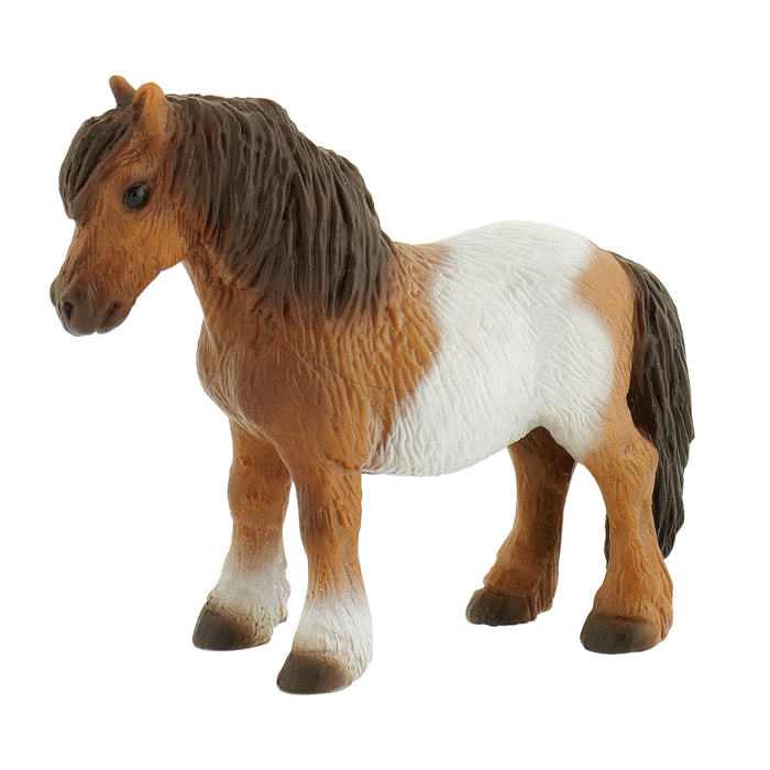 Cavalli/Pony Shetland