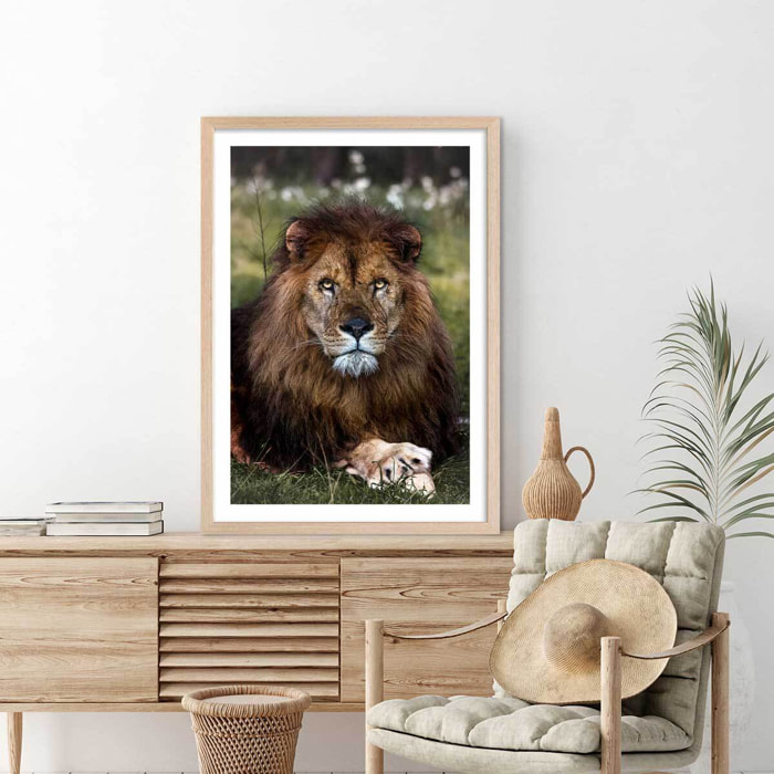 Affiche animaux pattes de lion Affiche + cadre en bois - Chêne