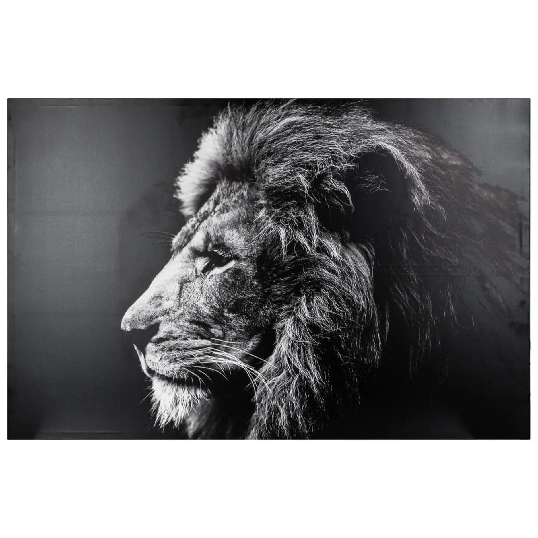 Toile imprimée lion 78x118cm