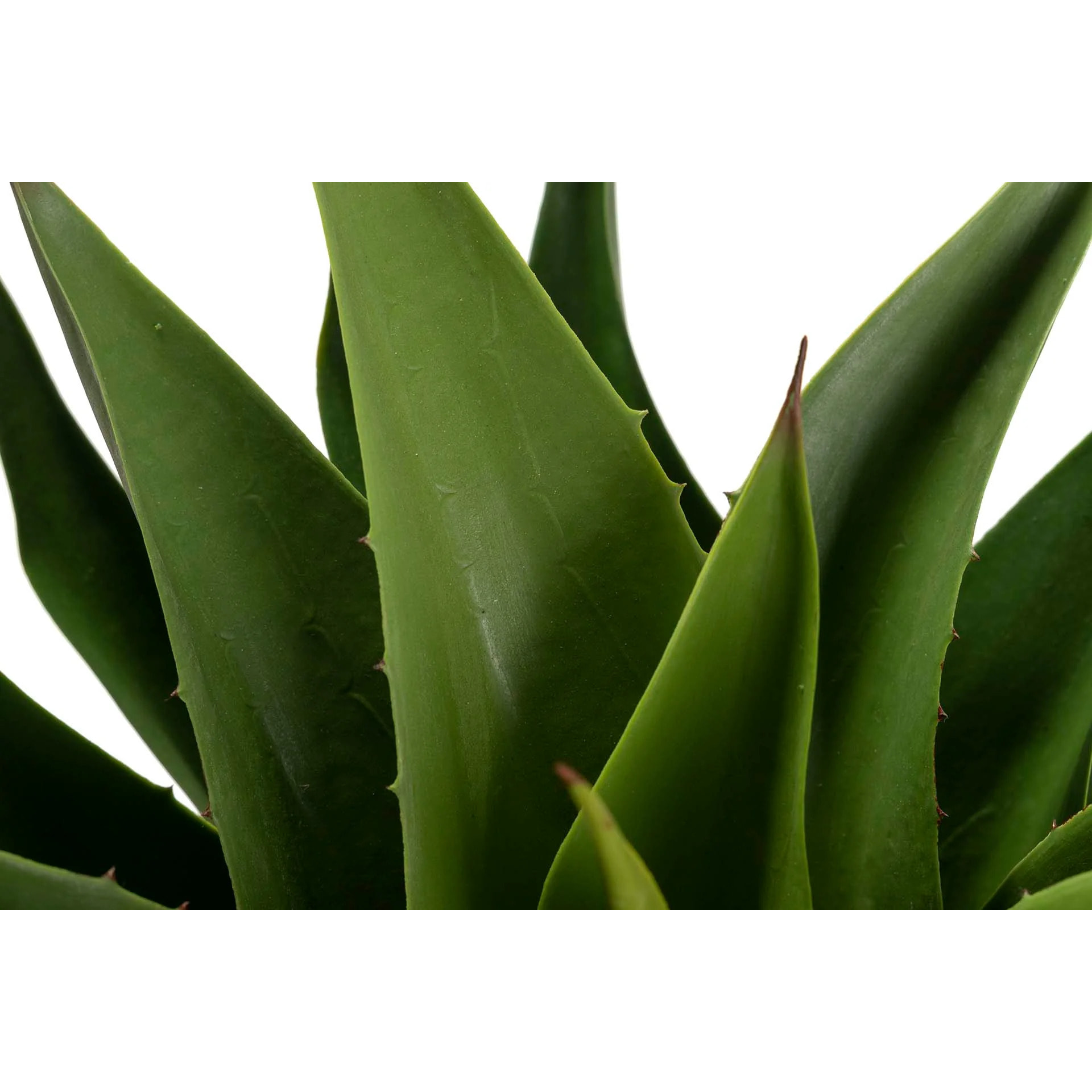 Planta Agave Attenuata 75x75x82 Cm