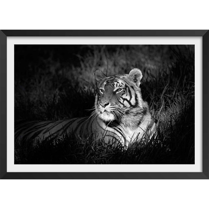 Affiche tigre assoupi dans son rayon de lumière Affiche + cadre en bois - Noir