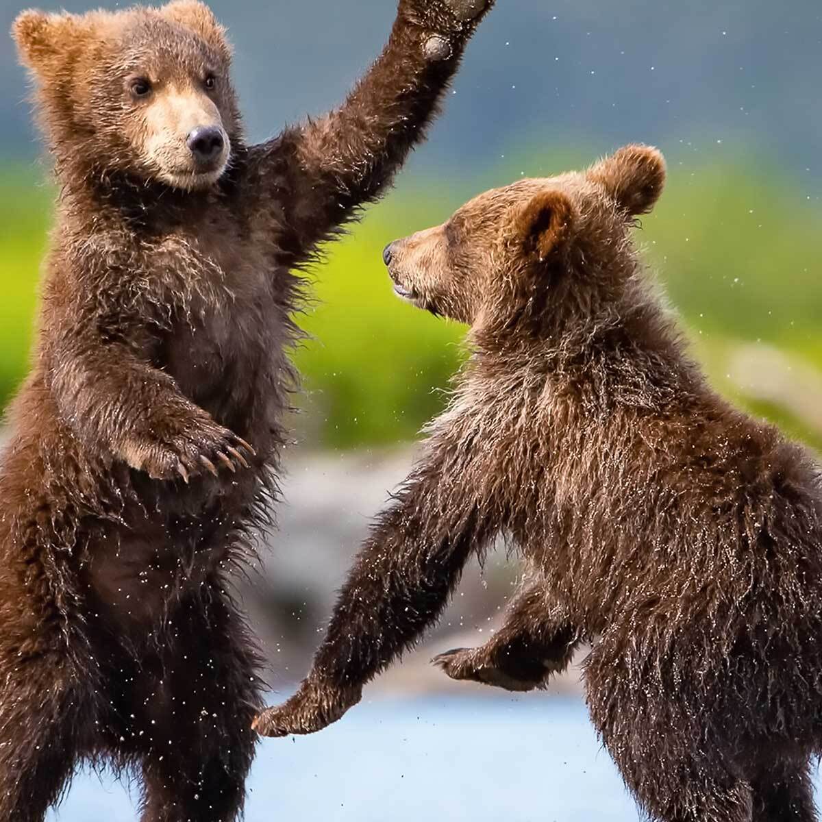 Tableau oursons bruns jouant au bord de l’eau Toile imprimée