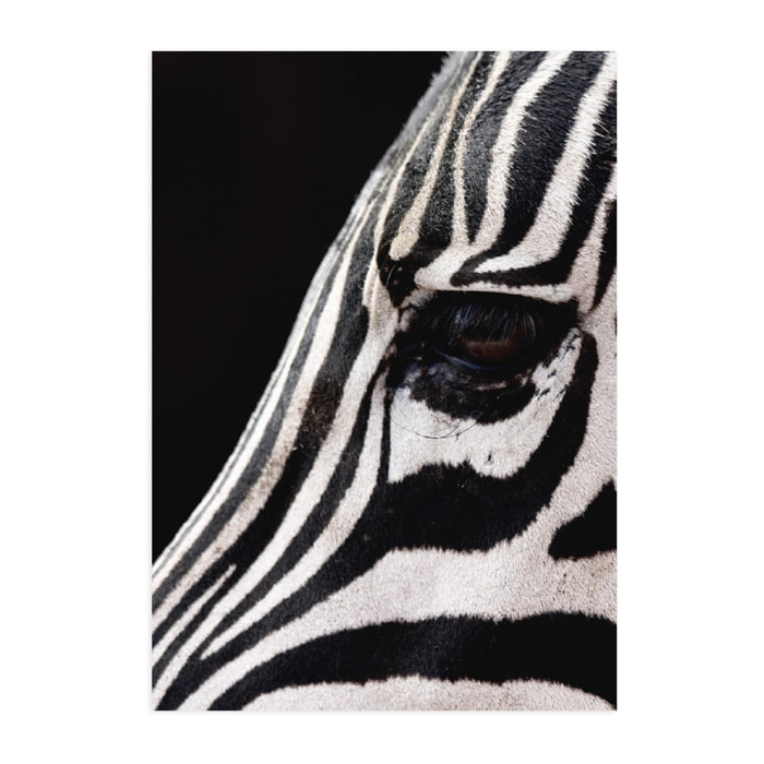 Lámina Zebra