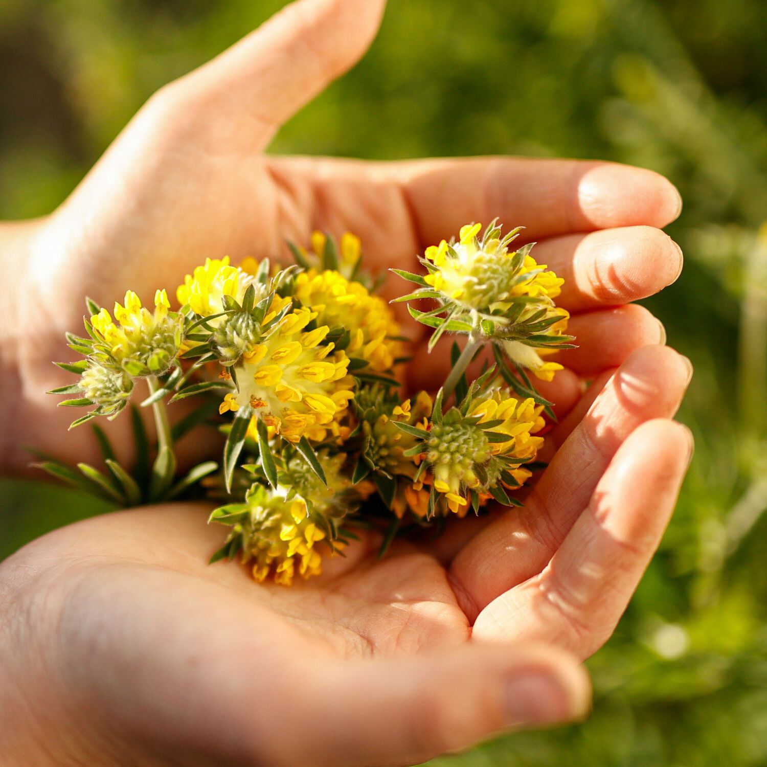 Crème Purifiante Visage - Crème Nettoyante 50 ml