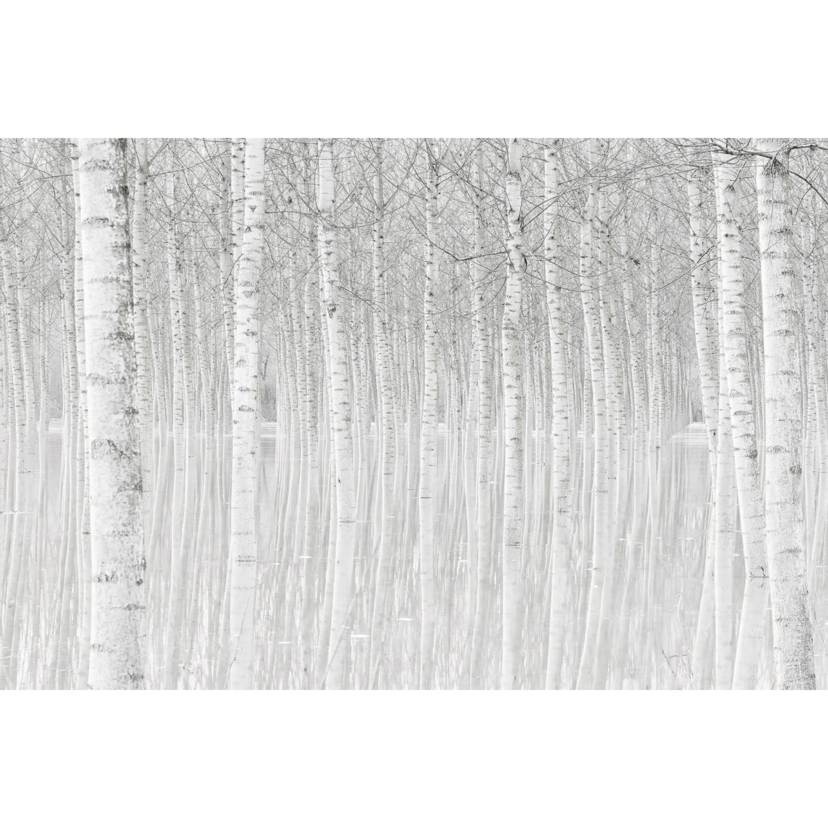 Tableau nature perspective trees Tableau alu Dibond