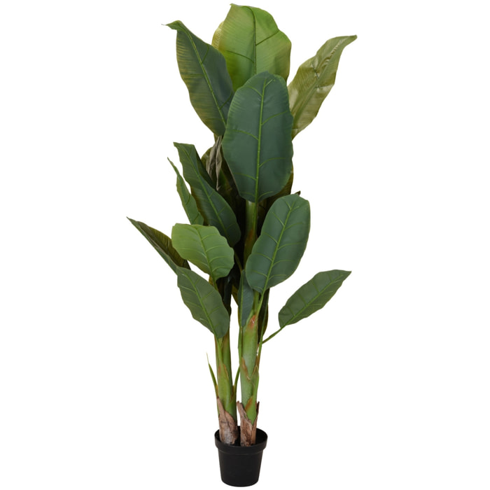 Maceta con planta de 165 CM.