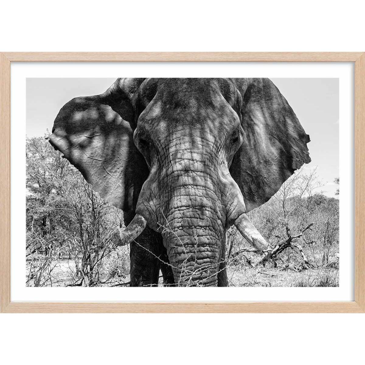 Poster éléphant d'afrique Affiche + cadre en bois - Chêne